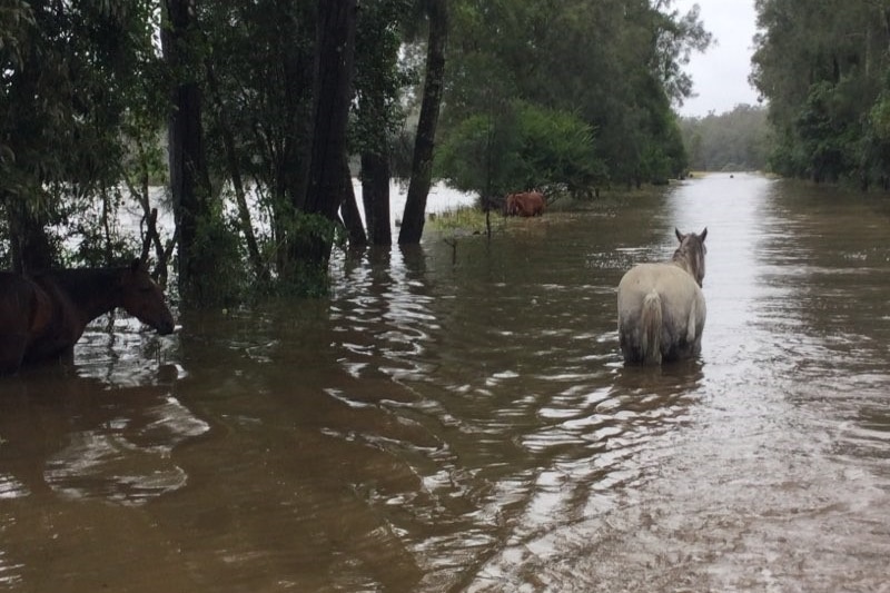 Horses walk in muddy waters, on the sides are submerged trees.