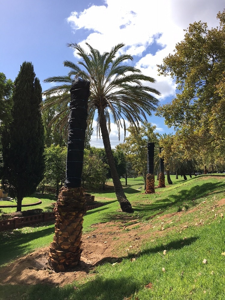Date palms planted in Adelaide's Torrents Parade Ground