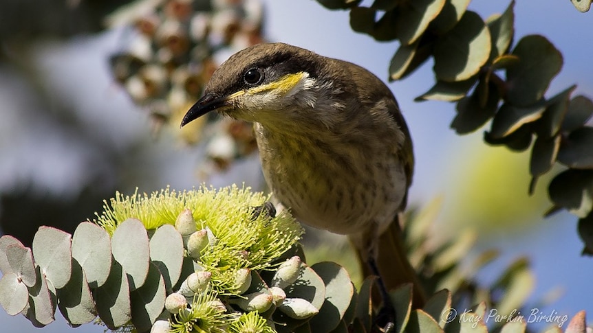 A singing honeyeater.