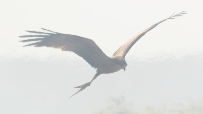 A black kite (bird) gliding behind a haze produced by heat from the ground 