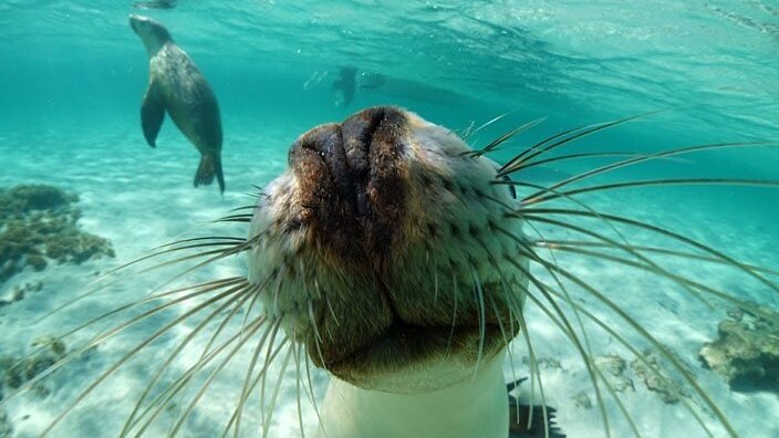 A close-up of a sea lion's nose, with another sea lion in the background.
