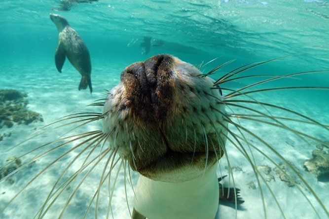 A close-up of a sea lion's nose, with another sea lion in the background.