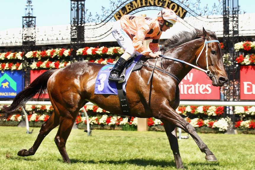 Black Caviar earns sweet 16th