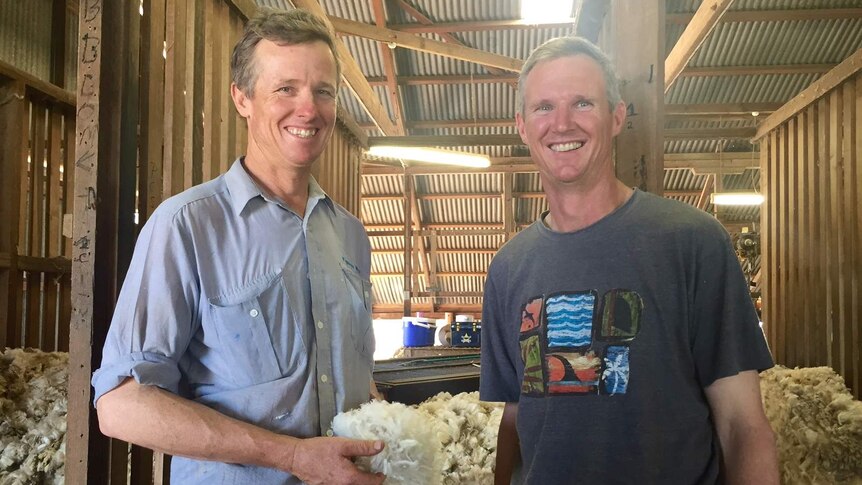 David and Scott Counsell in the Dunblane shearing shed holding wool.
