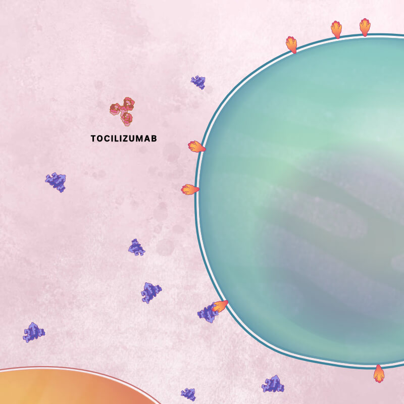 Purple interleukin-6 molecules interact with orange receptors on the surface of a T cell. A red tocilizumab molecule approaches.