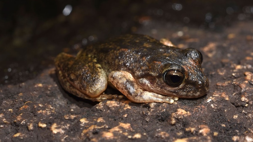 A brown-green frog perches on a rock.