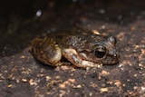 A brown-green frog perches on a rock.
