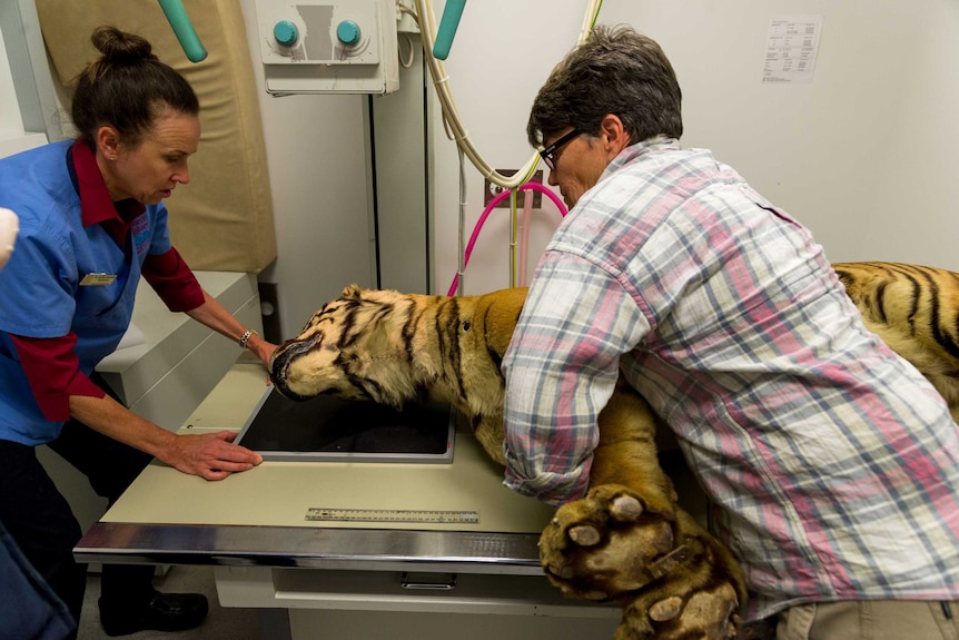 Nikki King Smith from TMAG moves stuffed Bengal tiger