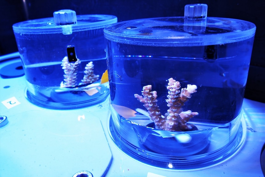 Acropora tenuis coral in two see-through plastic incubation chambers bathed in blue light