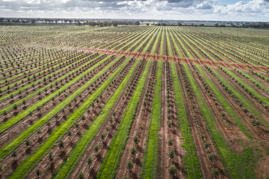 Aerial view of olive grove shows hundreds of trees.