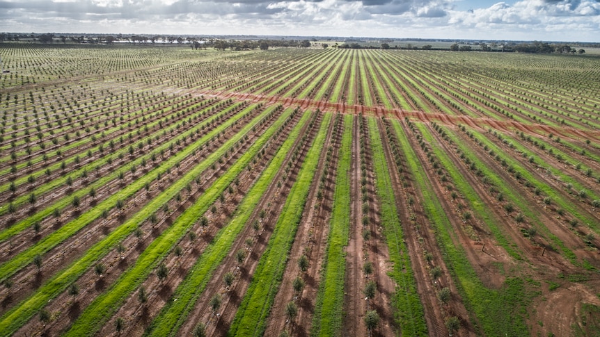 Aerial view of olive grove shows hundreds of trees.
