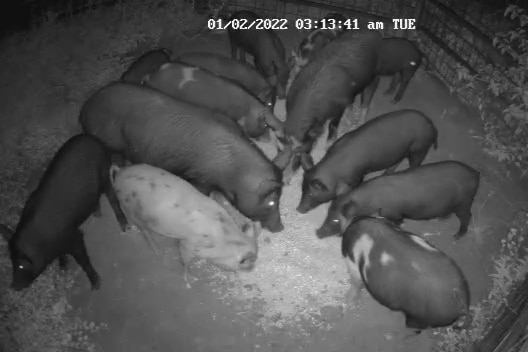 A black and white overhead shot of a dozen pigs eating