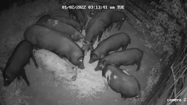 A black and white overhead shot of a dozen pigs eating