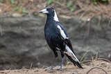 A medium sized black and white bird with a sharp beak