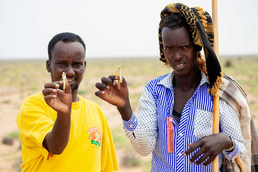 Two men hold desert locusts in a field