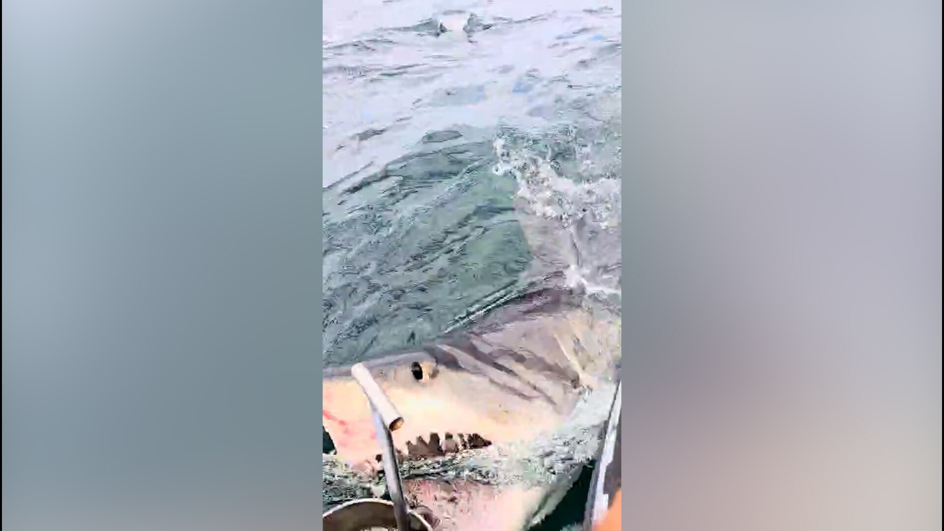 Fishing crew captures approach by three Great White sharks - ABC News