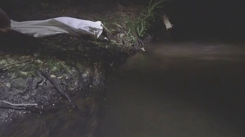 An animated gif shows a platypus crawl out of a white bag on the bank of a creek at night and disappearing into the water