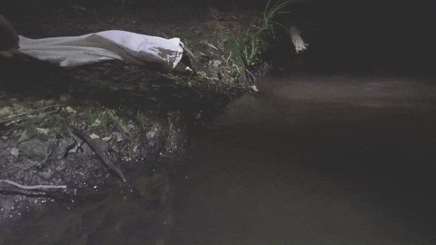 An animated gif shows a platypus crawl out of a white bag on the bank of a creek at night and disappearing into the water