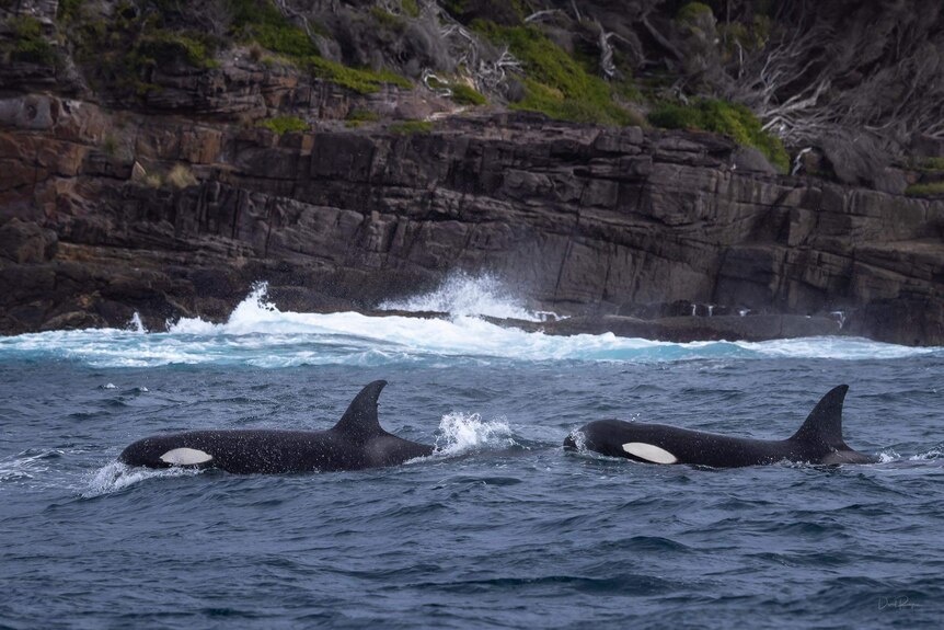 two orcas pop out of the water with cliffs in the background