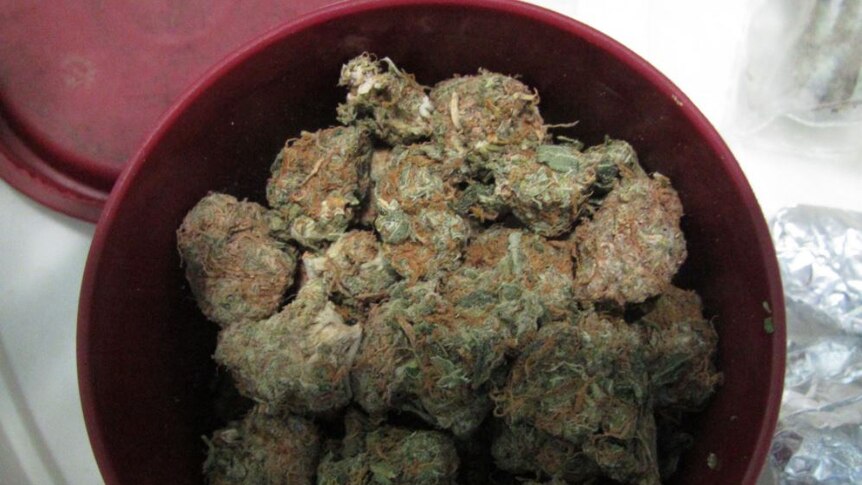 Buds of marijuana sit in a bowl.