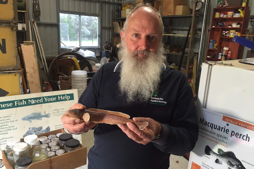 Associate Professor Mark Lintermans holding a fish.