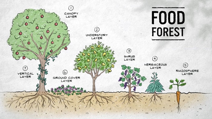Graphic showing various planting layers in a food forest