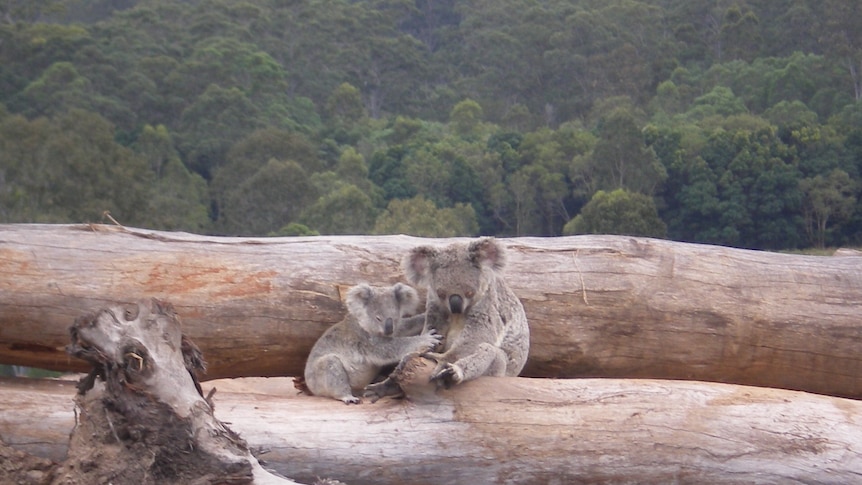 A larger koala sits next to a smaller koala on a pile of chopped down trees in front of a valley of upright trees.