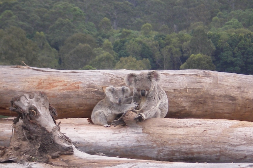 A larger koala sits next to a smaller koala on a pile of chopped down trees in front of a valley of upright trees.