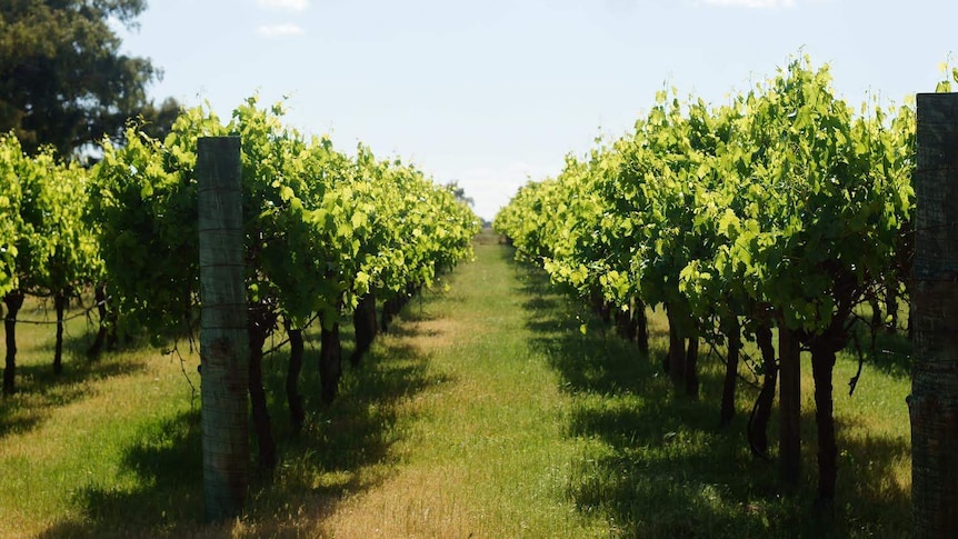 Rows of grape vines.