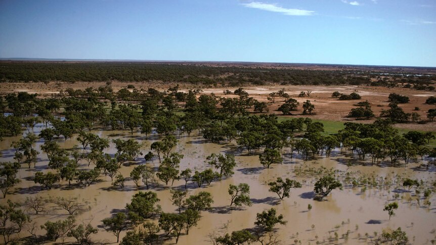 Black box trees, Eucalyptus largiflorens, in flood, Darling River floodplain