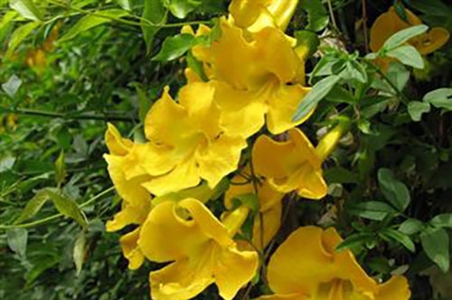 yellow flower of blooming Cat's Claw creeper