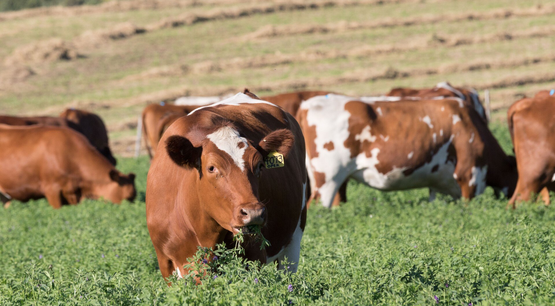 A cow chews a mouthful of lucerne