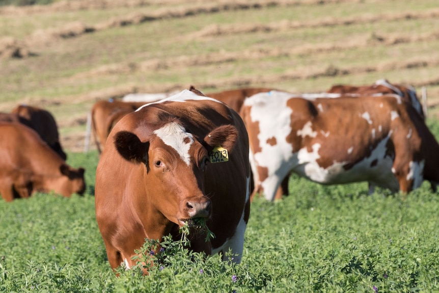 A cow chews a mouthful of lucerne