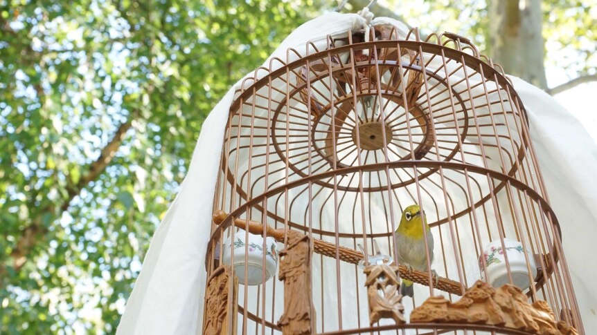 Yellow and white songbird in a cage.