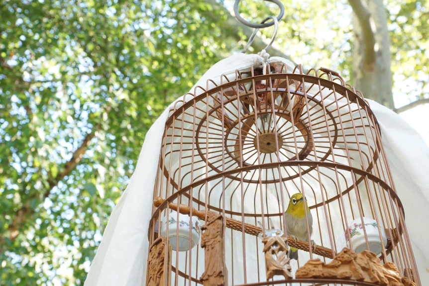 Yellow and white songbird in a cage.