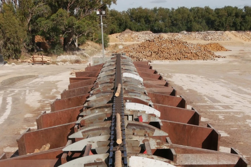 Logs on a conveyor belt in a timber yard.