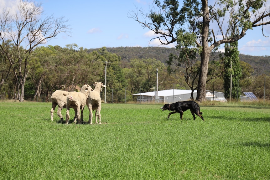 dog with sheep