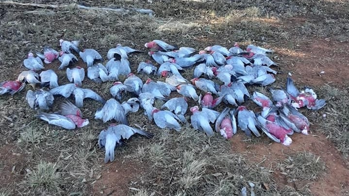 Thirty galahs dead on ground.