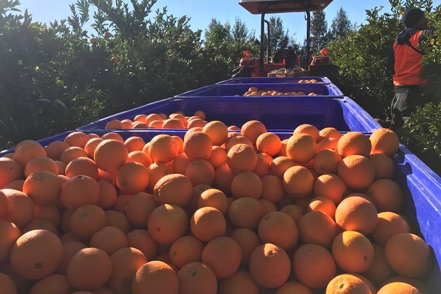 oranges citrus picking