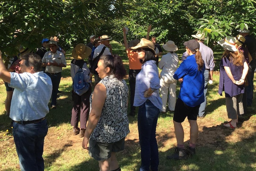 Chestnut growers gather in an orchard