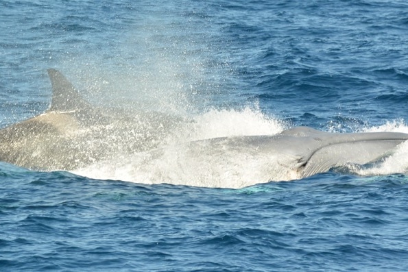WA whale attack