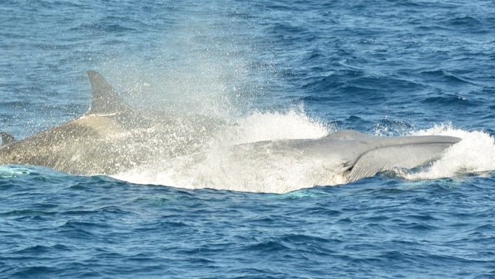 WA whale attack