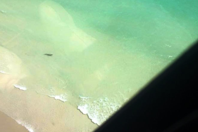 A crocodile swims north of the rocks at Broome's Cable Beach