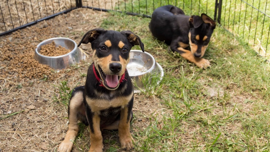 Two kelpie pups sit in a pen.