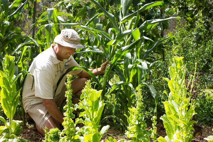 A man among a vegetable patch