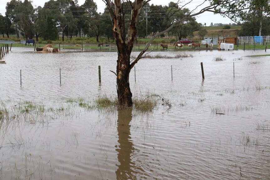 A flooded paddock with horses keeping away from the water in the background