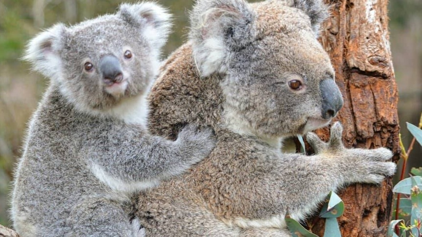 A joey koala cuddles into the back of his mum.