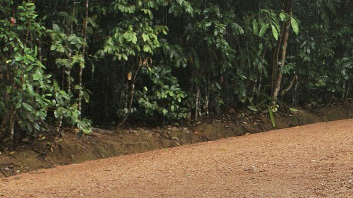 Bob Irwin watches a Cassowary at Mission Beach, North Queensland