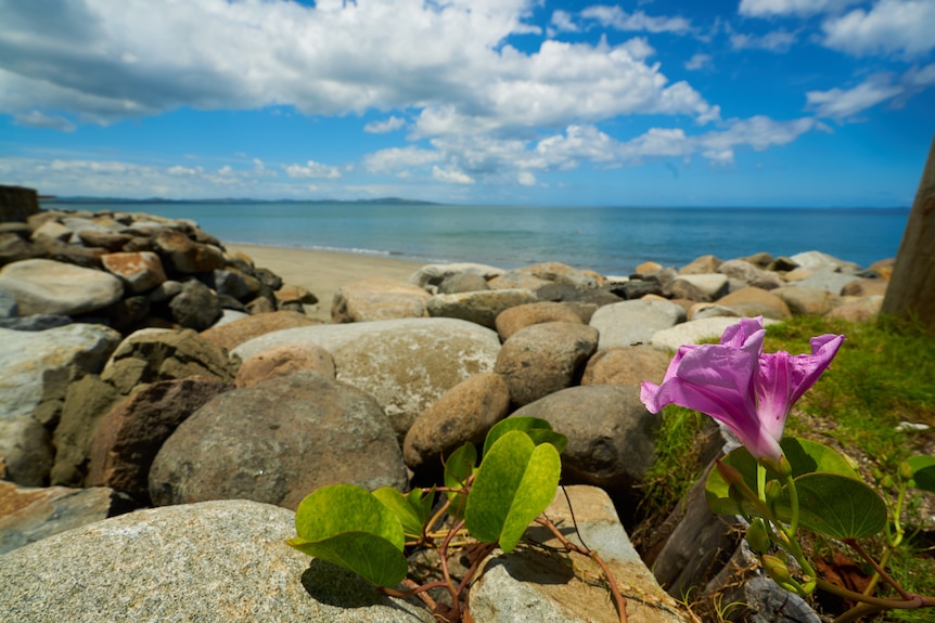 A purple flower in the foreground of a rocky beach that opens up to pristine blue water and cloudy skies