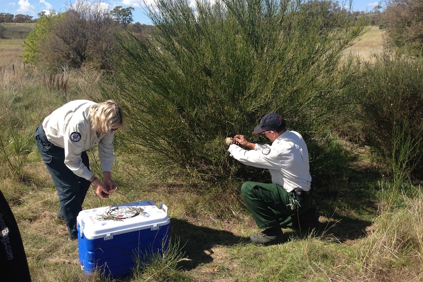ACT rangers say the weed is often mistaken for wattle and has spread rapidly across the region.